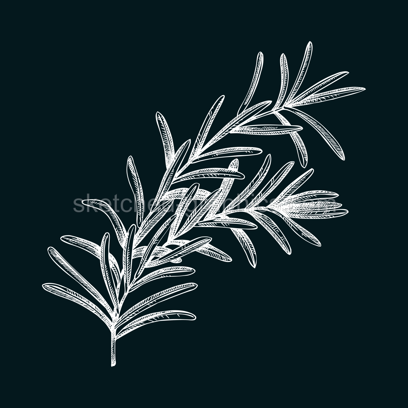 Rosemary sketch on chalkboard. Apothecary plant drawing. Herbal remedies, medicinal plant, natural medicine hand-drawn vector illustration. NOT AI genereted Illustration
